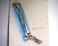 Bones of Lower Leg & Foot